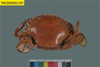 藏品(日本蟳)的圖片